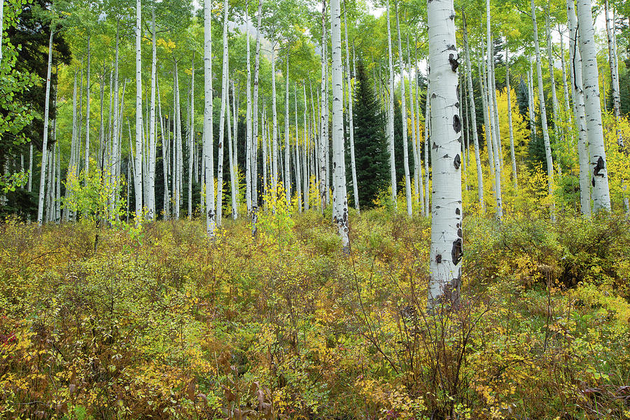 Aspen Trees In A Forest, Maroon Bells #7 Photograph by Panoramic Images