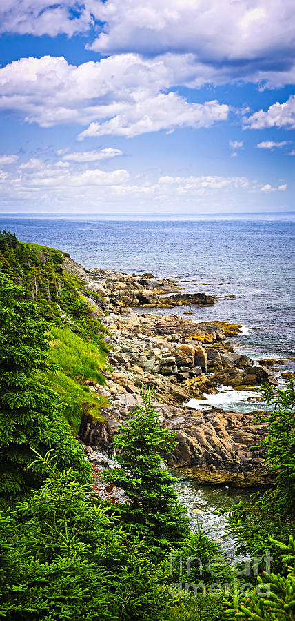 Tree Photograph - Atlantic coast in Newfoundland 7 by Elena Elisseeva