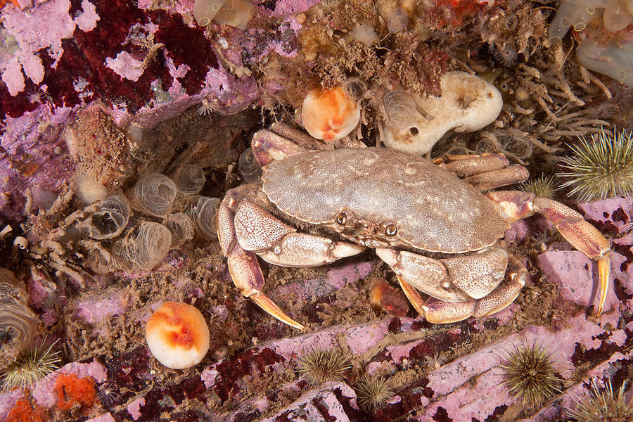 Atlantic Rock Crab #7 Photograph by Andrew J. Martinez