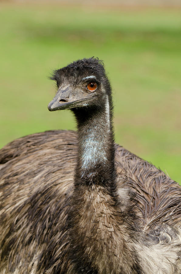 Emu Photograph - Australia, Adelaide #7 by Cindy Miller Hopkins
