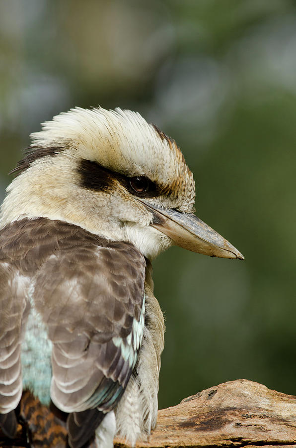 Kingfisher Photograph - Australia, Dandenong Ranges #7 by Cindy Miller Hopkins