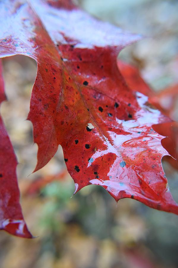 Autumn Leaf #7 Photograph by Curtis Krusie