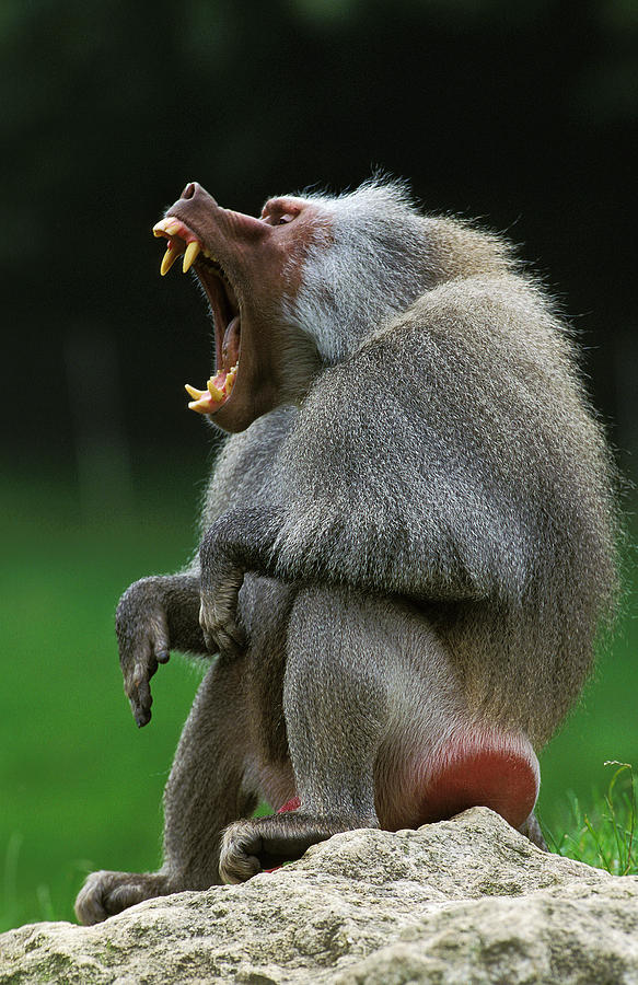 Babouin Hamadryas Papio Hamadryas Photograph By Gerard Lacz