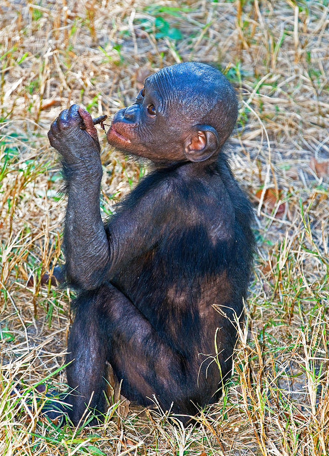 Baby Bonobo #7 Photograph by Millard H. Sharp