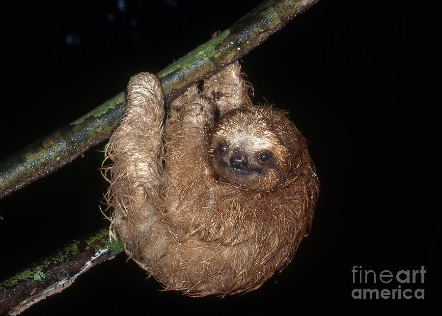 Animal Photograph - Baby Three-toed Sloth #7 by Gregory G. Dimijian, M.D.