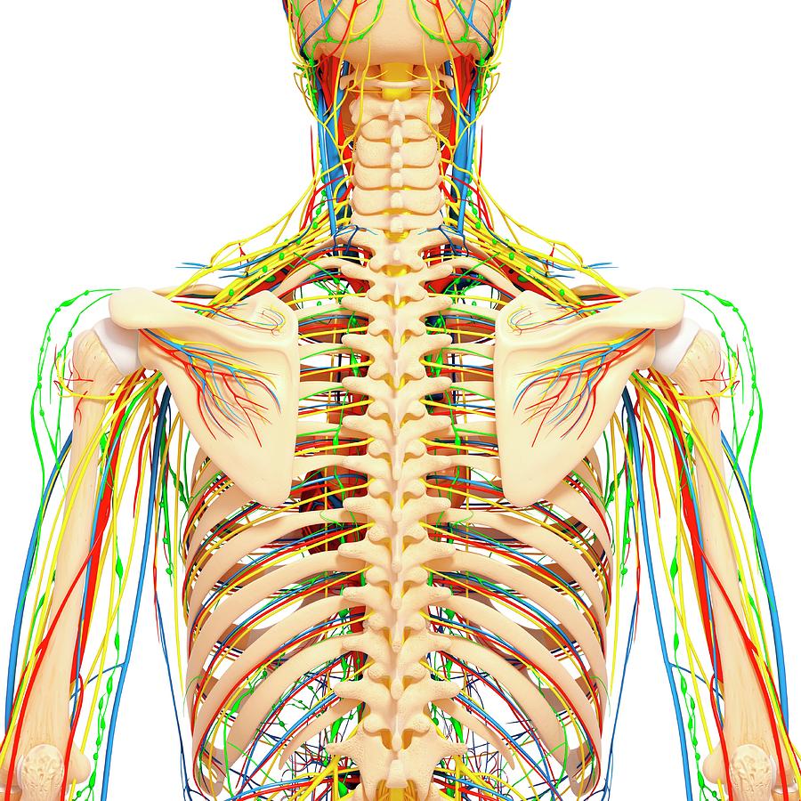 Back Anatomy Photograph by Pixologicstudio/science Photo Library