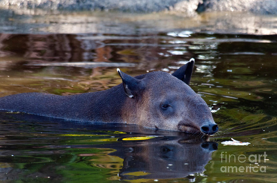 Bairds Tapir #7 Photograph by Mark Newman