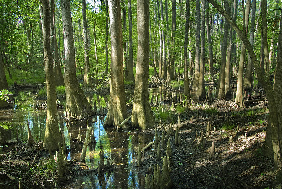 Bald Cypress Swamp #7 Photograph by Kenneth Murray