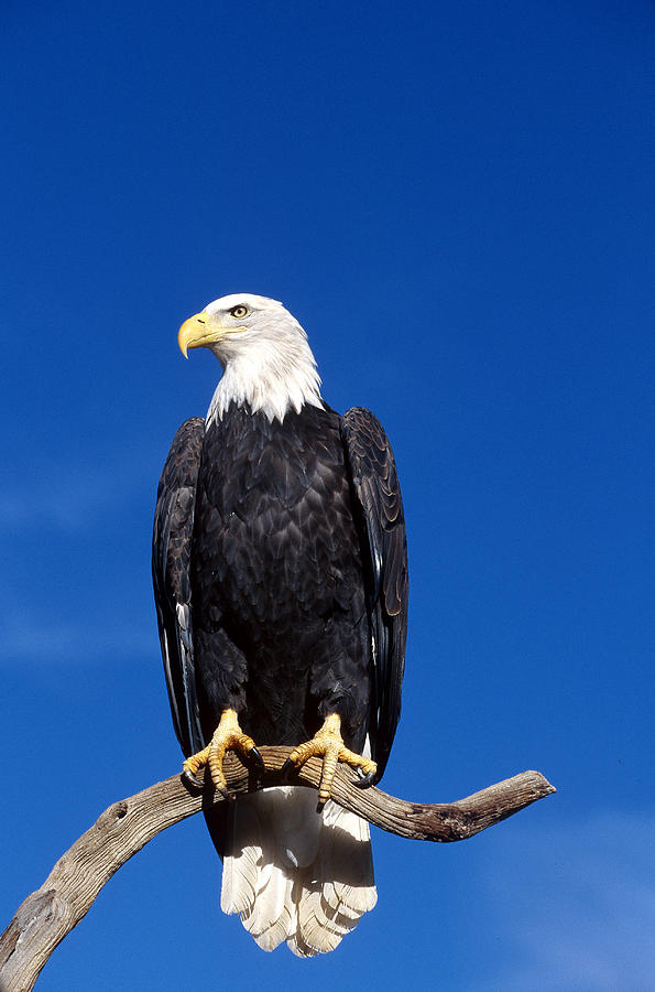 Bald Eagle #7 Photograph by Jeffrey Lepore