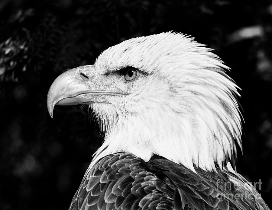 Bald Eagle Photograph
