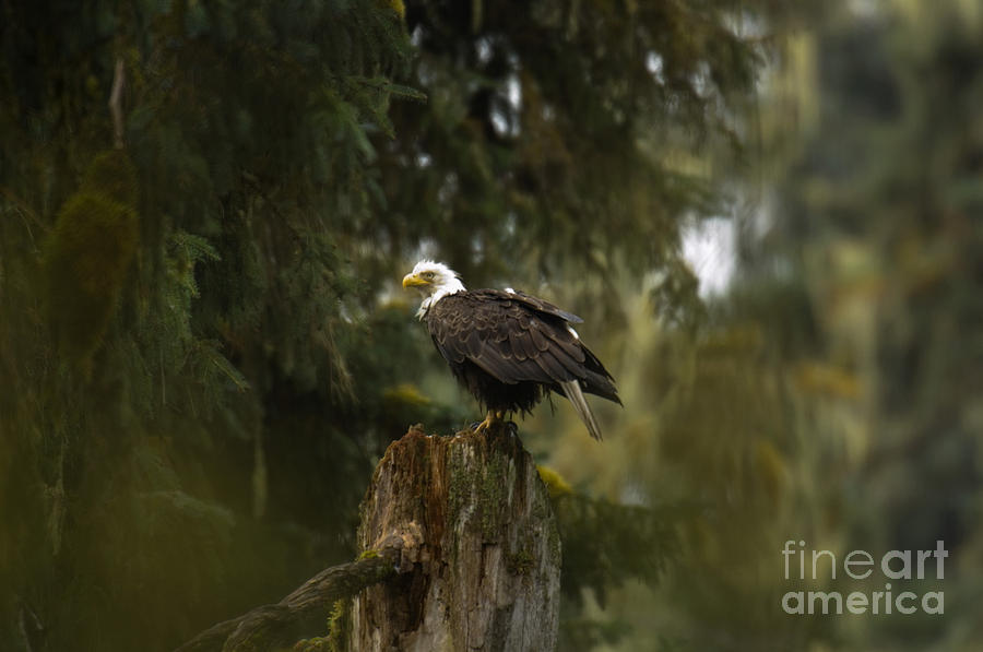 Bald Eagle #7 Photograph by Ron Sanford