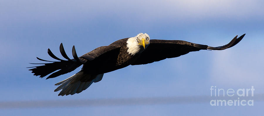 Wildlife Photograph - Bald Eagle #8 by Ursula Lawrence