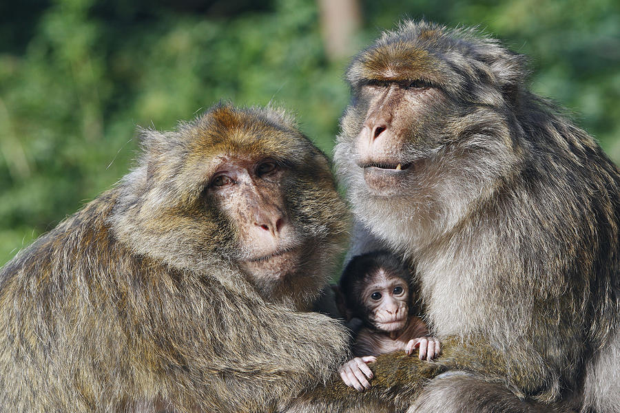 Barbary Macaques #7 Photograph by M. Watson