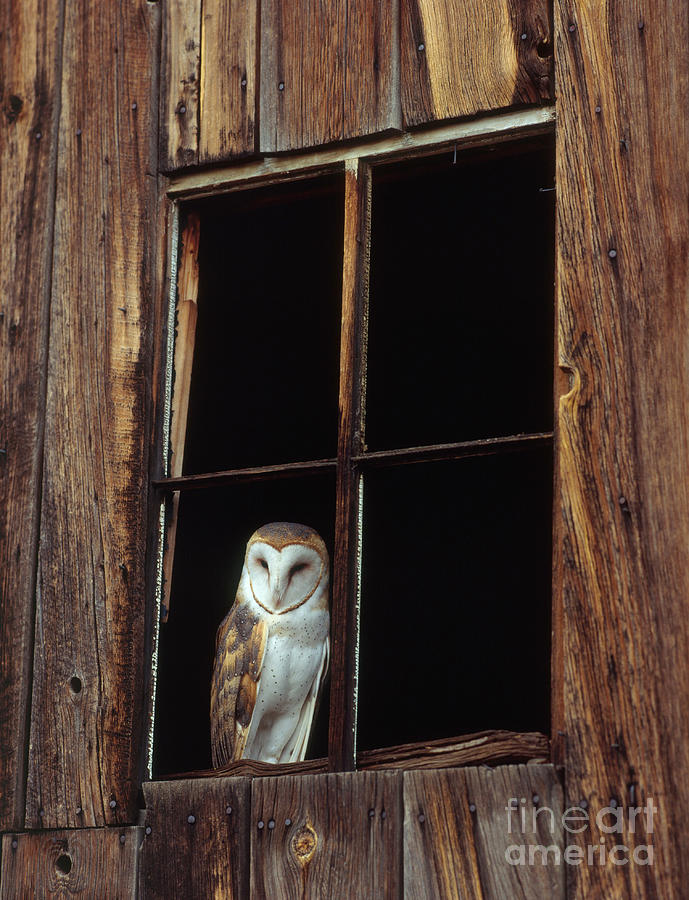 Barn Owl Photograph by Hans Reinhard