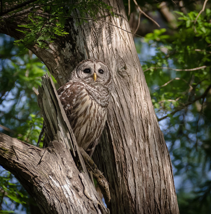 Barred Owl #7 Photograph by Bill Martin