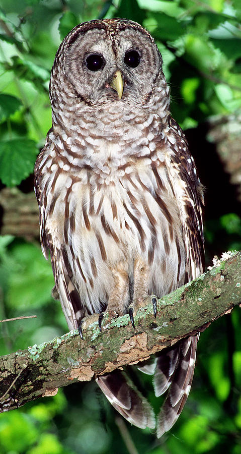 Barred Owl #7 Photograph by Millard H. Sharp