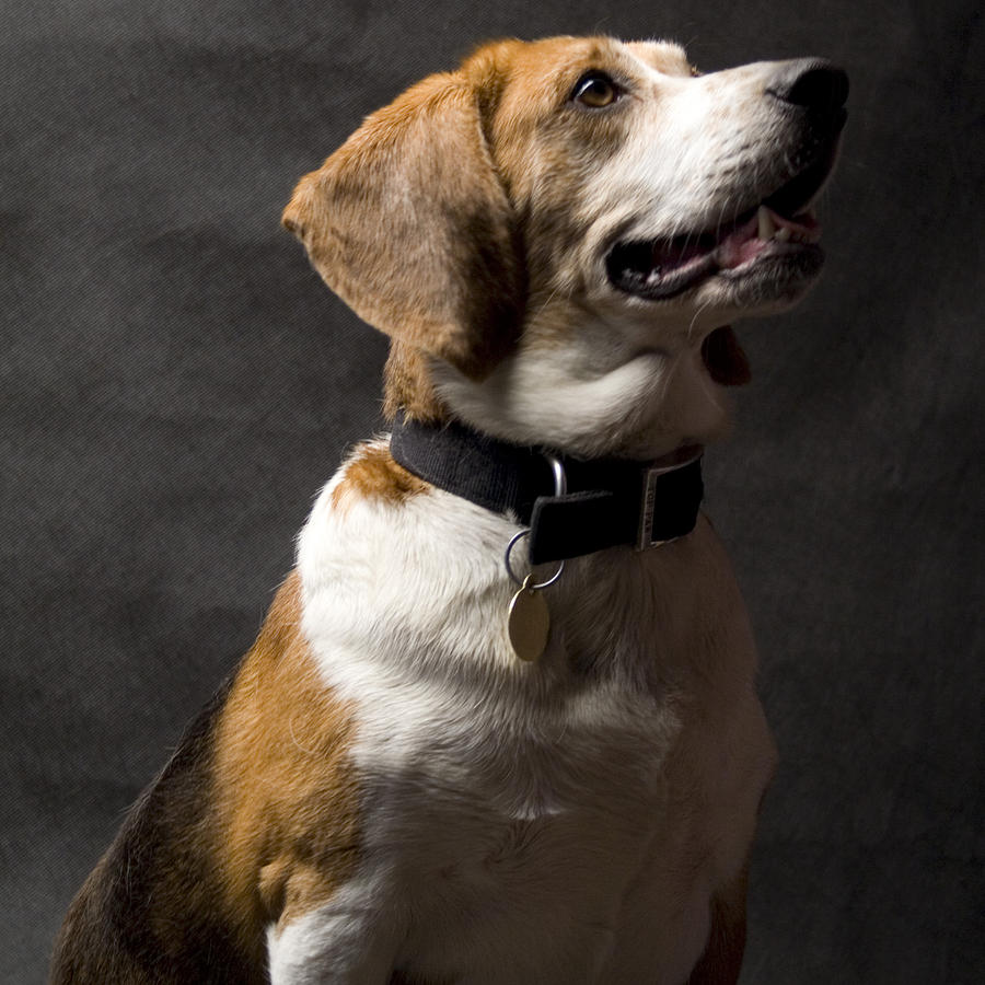 Beagle Photograph - Beagle #7 by Gary Marx