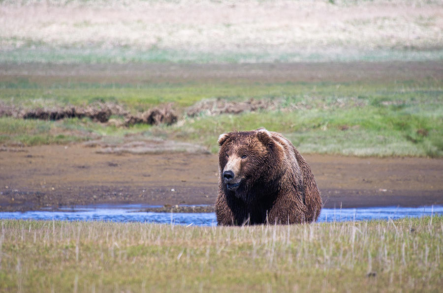 Bear in Hallo Bay in Katmai National Park Alaska #7 Photograph by Natasha Bishop