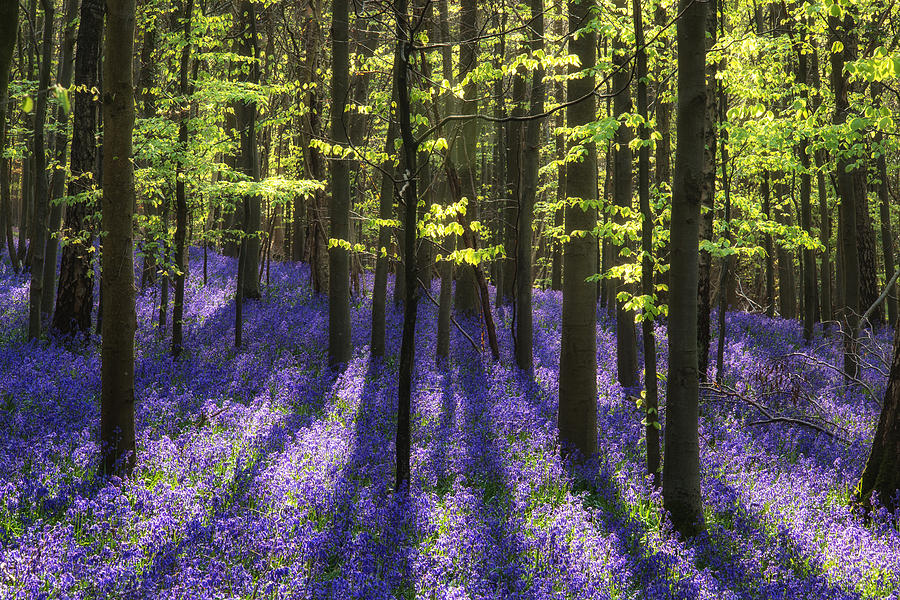 Beautiful Bluebell Carpet In English Forest Landscape Photograph By Matthew Gibson