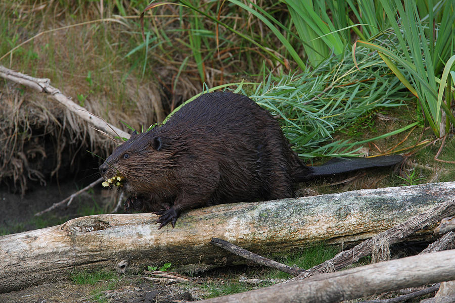 Beaver On Shore Photograph