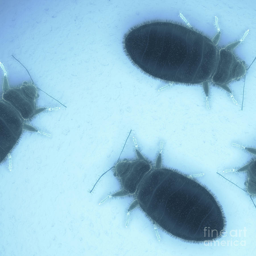 Bed Bugs Cimex Lectularius #7 Photograph by Science Picture Co