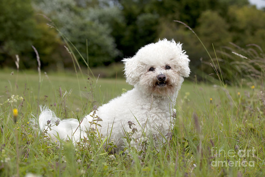 Bichon Frise Photograph by John Daniels - Fine Art America