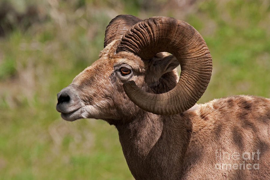 Big Horn Sheep Ram #7 Photograph by Fred Stearns