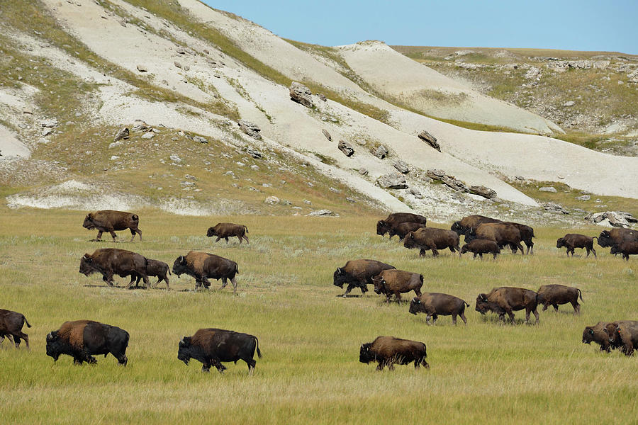 Buffalo Photograph - Bison #7 by Christian Heeb