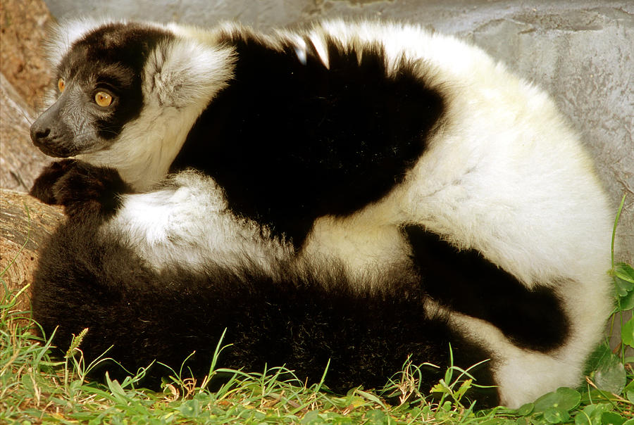 Black And White Ruffed Lemur #7 Photograph by Millard H. Sharp