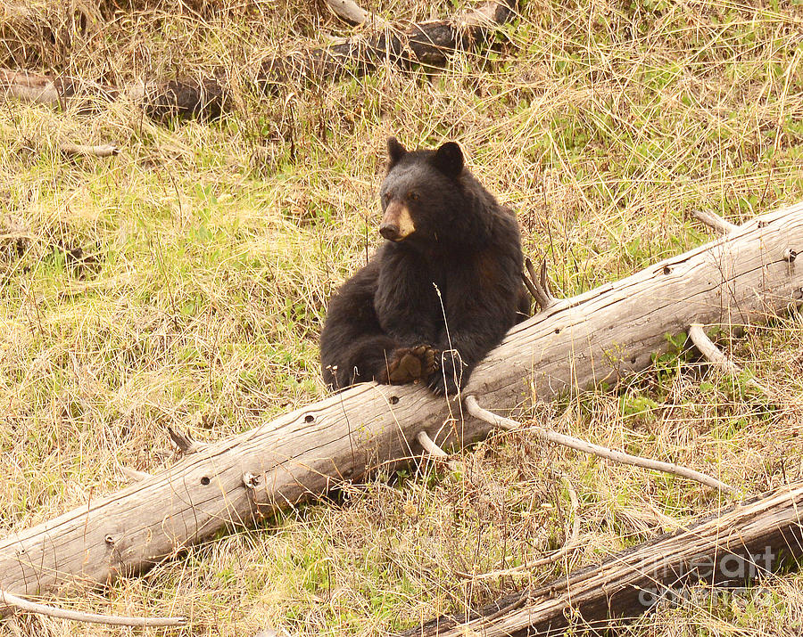 Black Bear #13 Photograph by Dennis Hammer