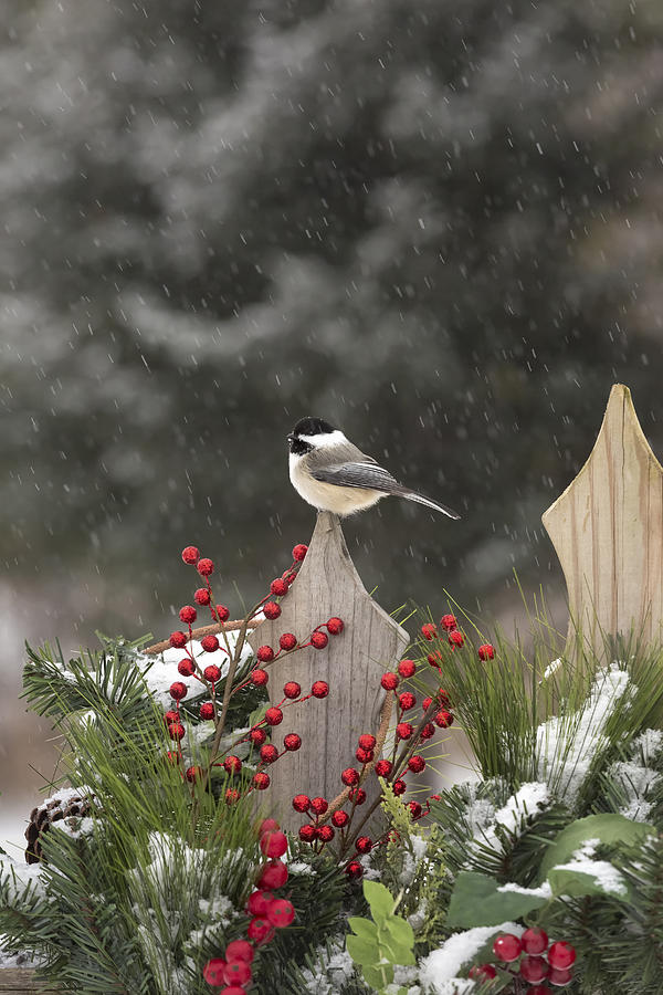 Black-capped Chickadee #7 Photograph by Linda Arndt