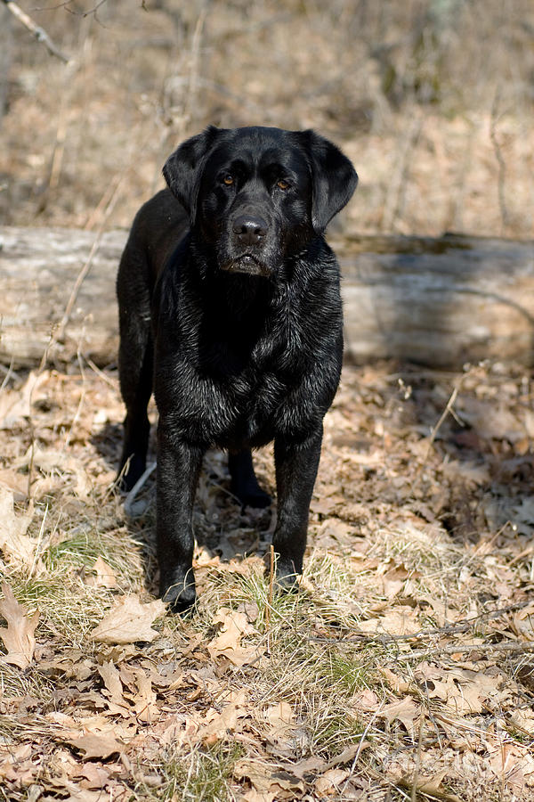 Black Labrador Retriever Photograph by Linda Freshwaters Arndt | Fine ...