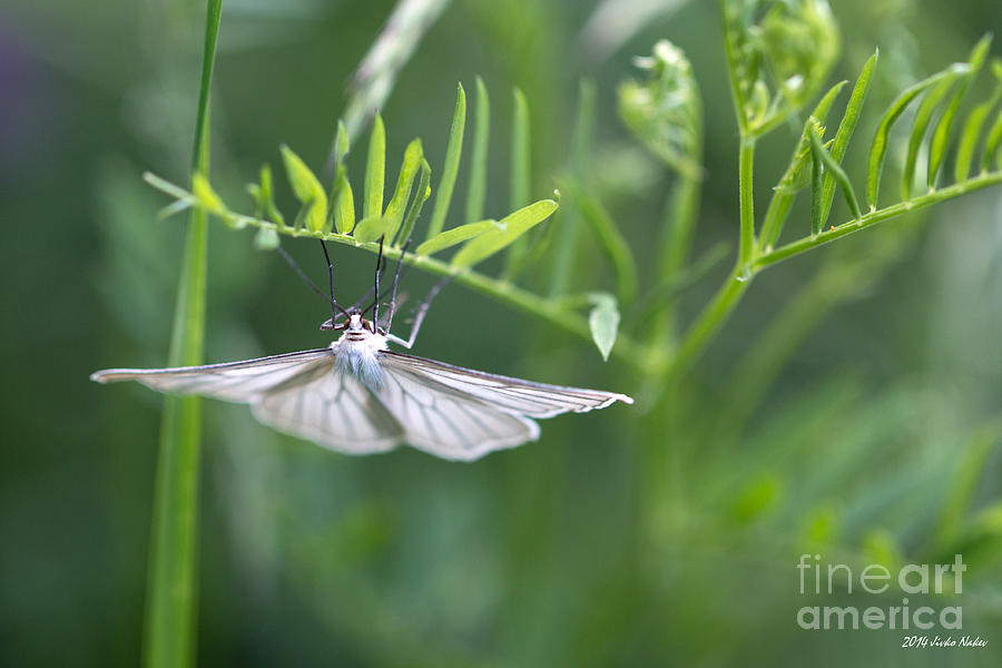Black-veined Moth #7 Photograph by Jivko Nakev