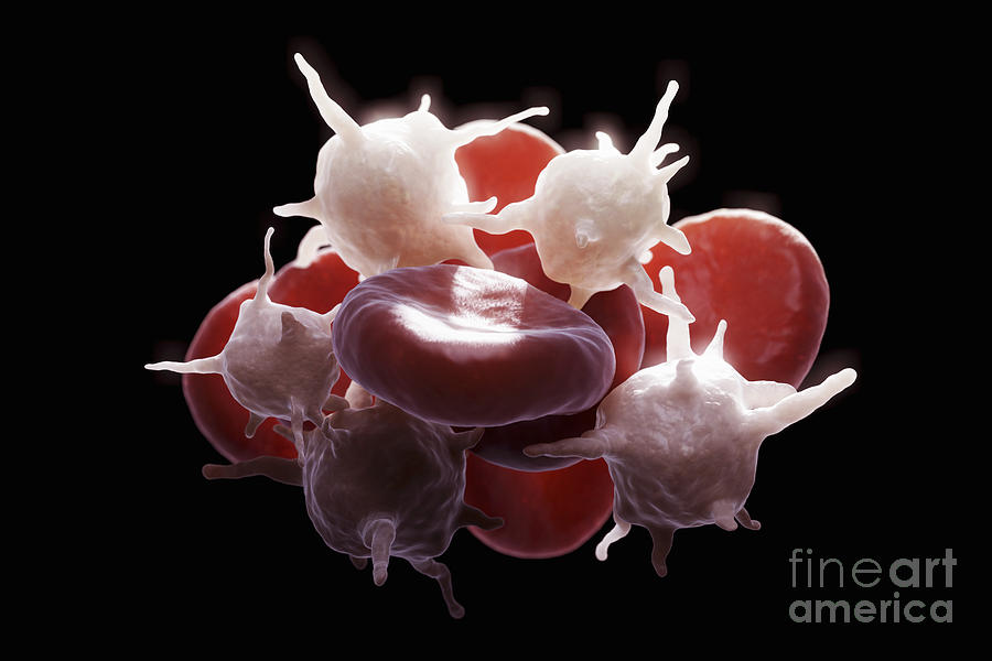 Blood Cells #7 Photograph by Science Picture Co
