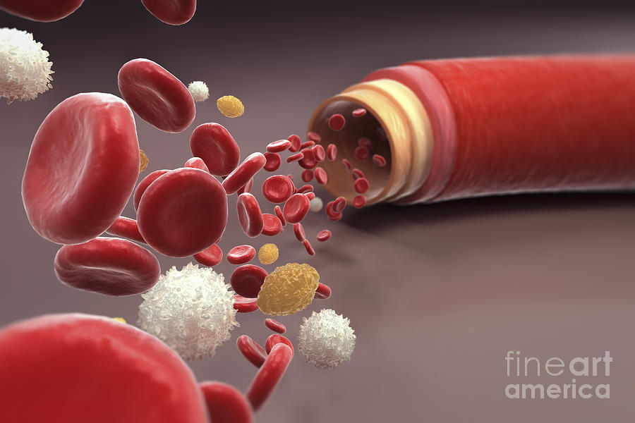 Blood Vessel With Cells Photograph by Science Picture Co - Fine Art America