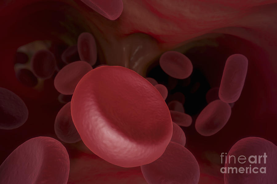 Cells Photograph - Bloodstream #7 by Science Picture Co