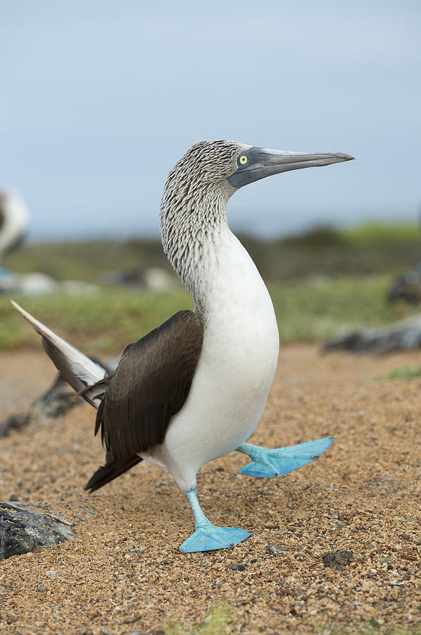 Blue-footed Booby Courtship Dance #7 Photograph by Tui De Roy