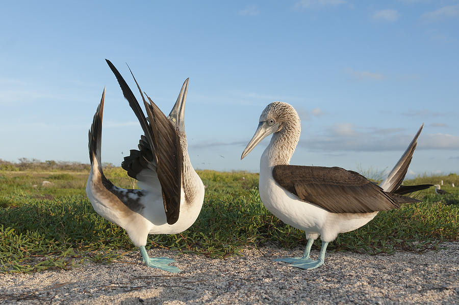 Blue-footed Booby Pair Courting Photograph by Tui De Roy Blue-footed Booby Pair Courting Photograph by Tui De Roy