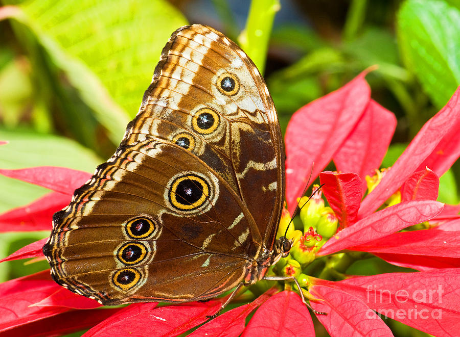 Blue Morpho Butterfly #7 Photograph by Millard H. Sharp