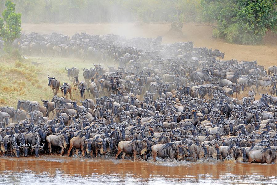 Nature Photograph - Blue Wildebeest Migration #7 by Bildagentur-online/mcphoto-schulz
