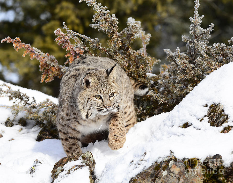 Bobcat #2 Photograph by Dennis Hammer