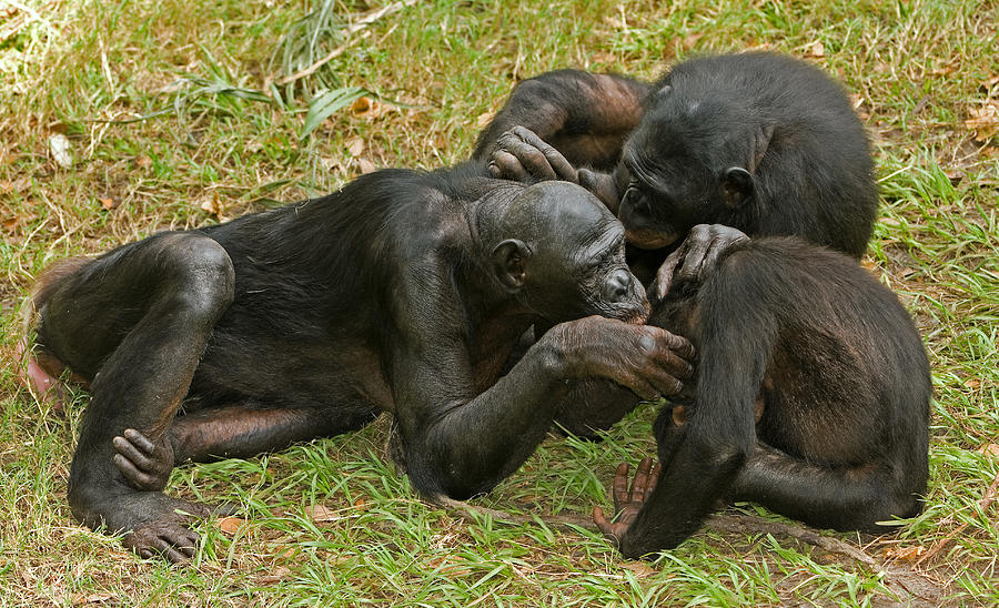 Bonobos #7 Photograph by Millard H. Sharp