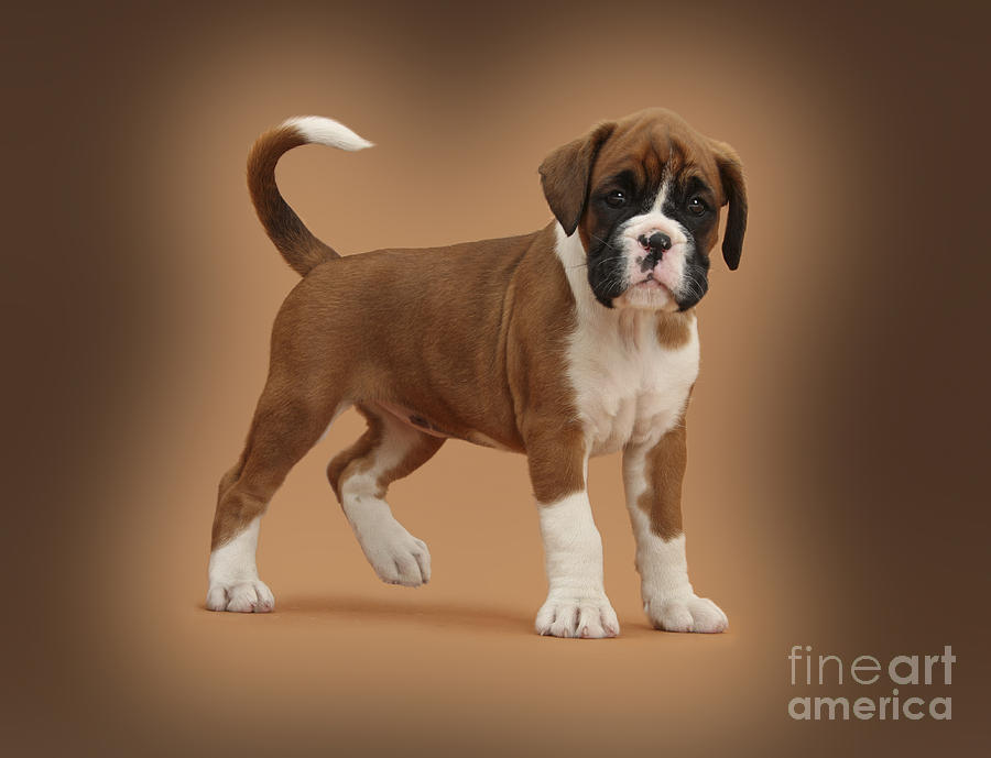 Nature Photograph - Boxer Puppy #7 by Mark Taylor