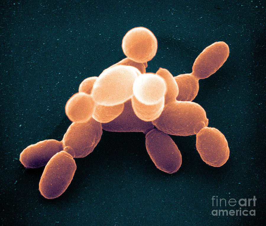 Brewers Yeast, Sem #7 Photograph by David M. Phillips