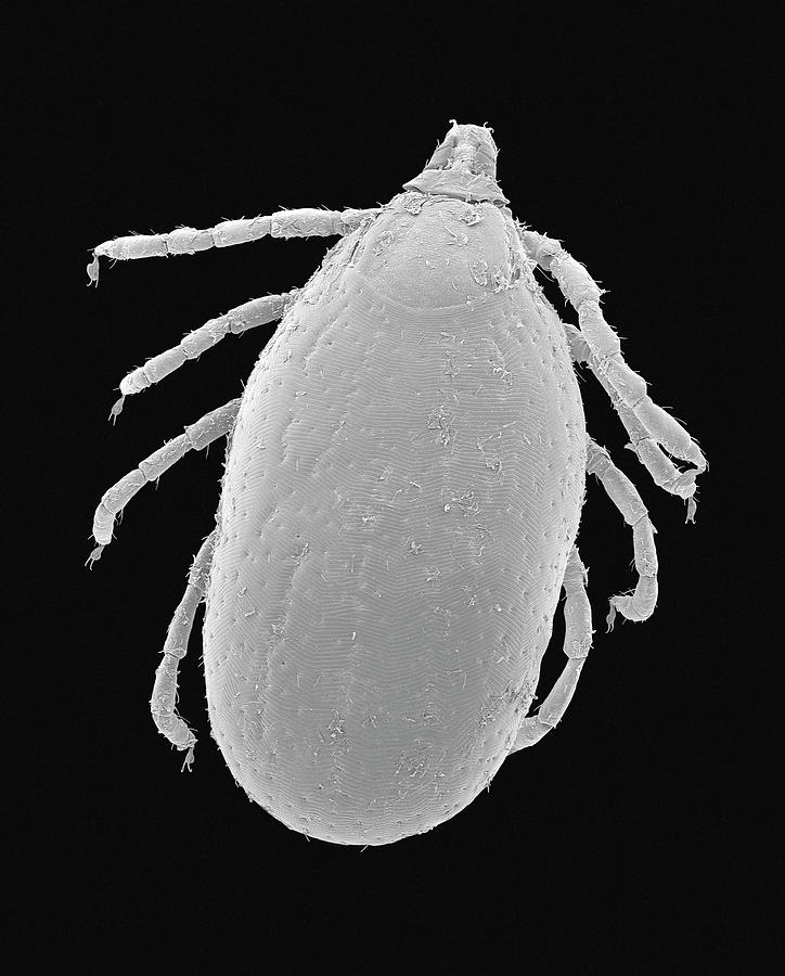 Black And White Photograph - Brown Dog Tick (rhipicephalus Sanguineus) #7 by Dennis Kunkel Microscopy/science Photo Library