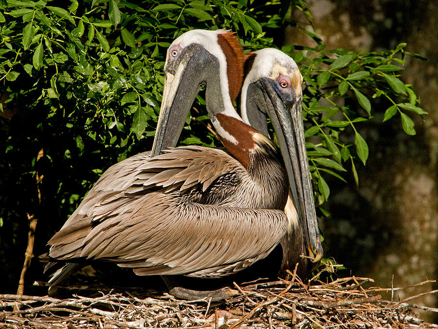 Pelican Photograph - Brown Pelican #7 by Millard H. Sharp