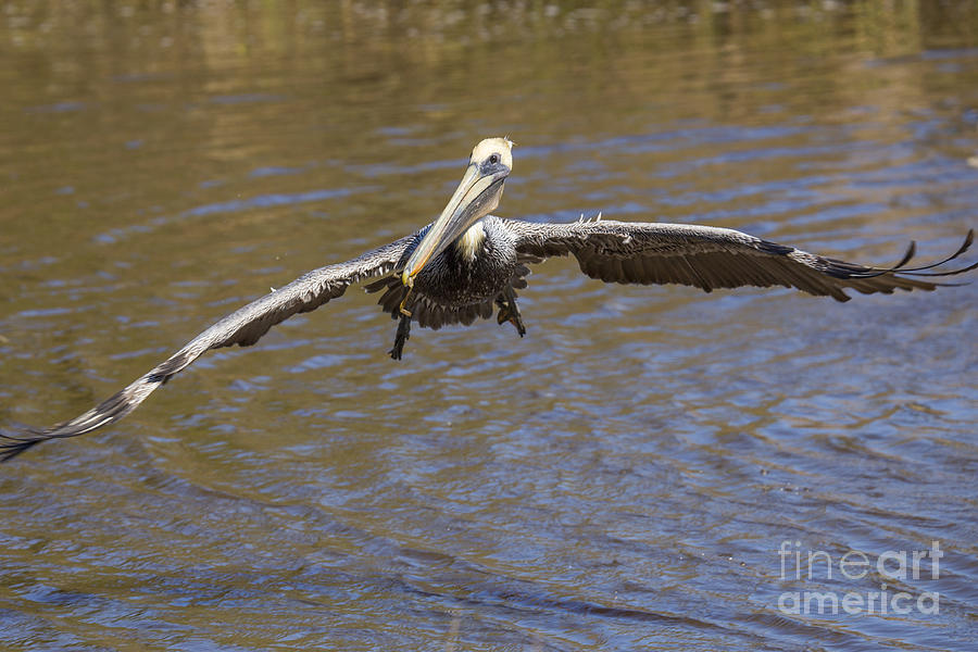 Pelican Photograph - Brown Pelican #7 by Twenty Two North Photography