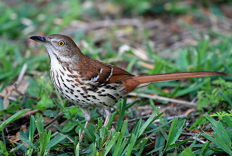 Brown Thrasher Photograph by Ira Runyan - Pixels