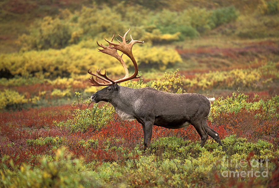 Bull Caribou Photograph by Ron Sanford - Fine Art America