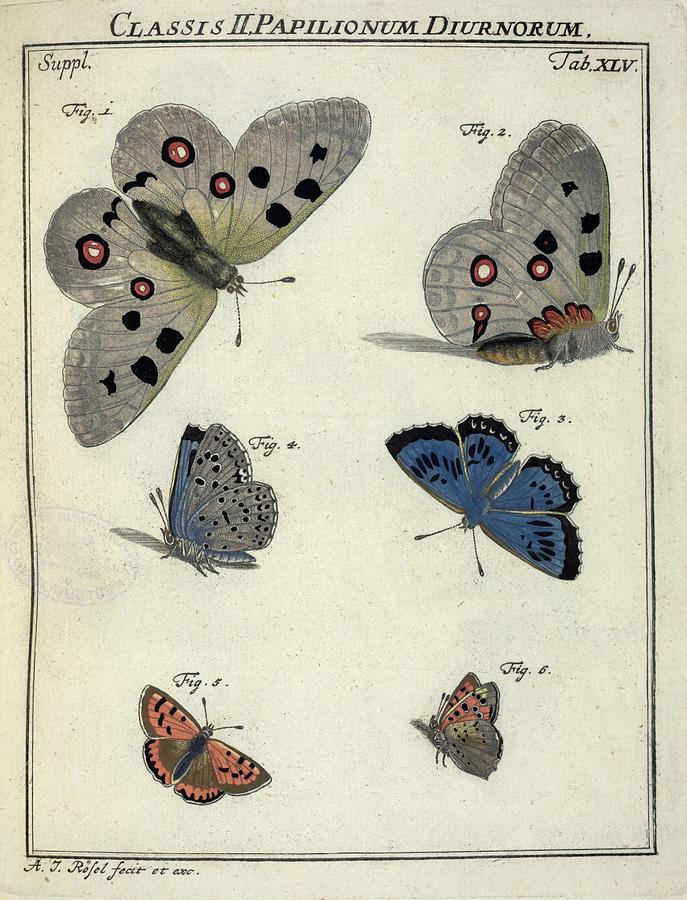 Butterfly Photograph - Butterflies, 18th century artwork #7 by Science Photo Library